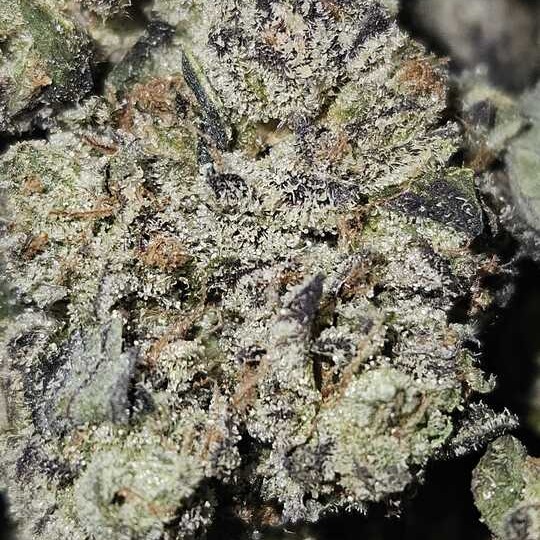 Rosebud Growers: Turbo Diesel