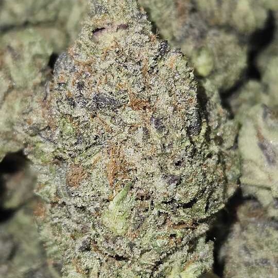 Wicked Kind: Pacific Ice Water By Wicked Kind