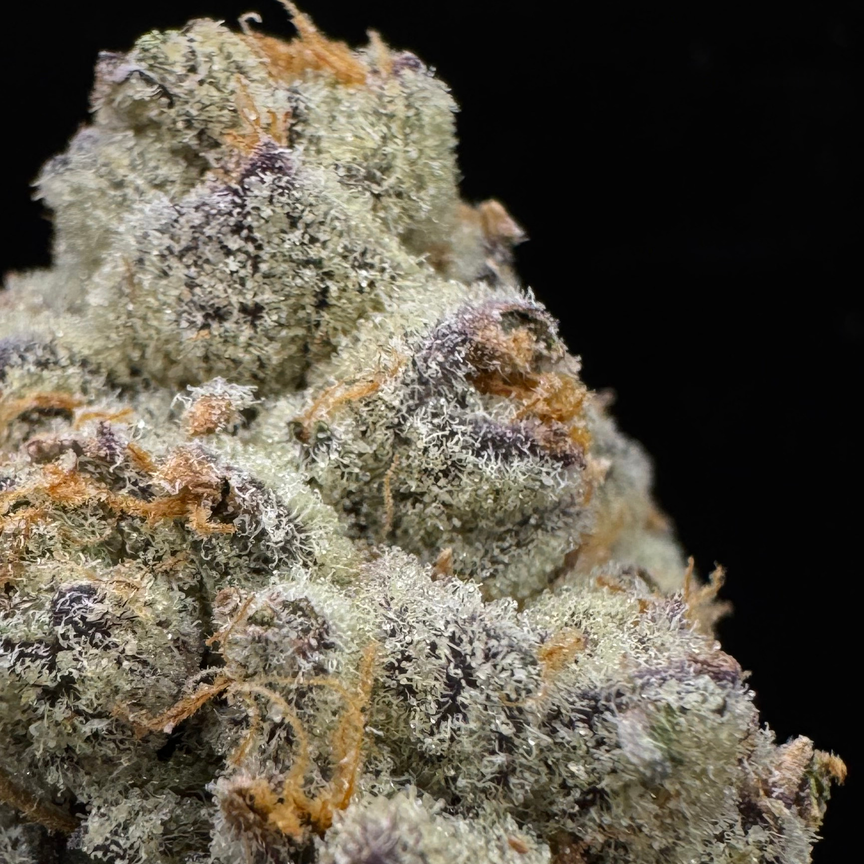 Urban Canna: Pineapple Bang