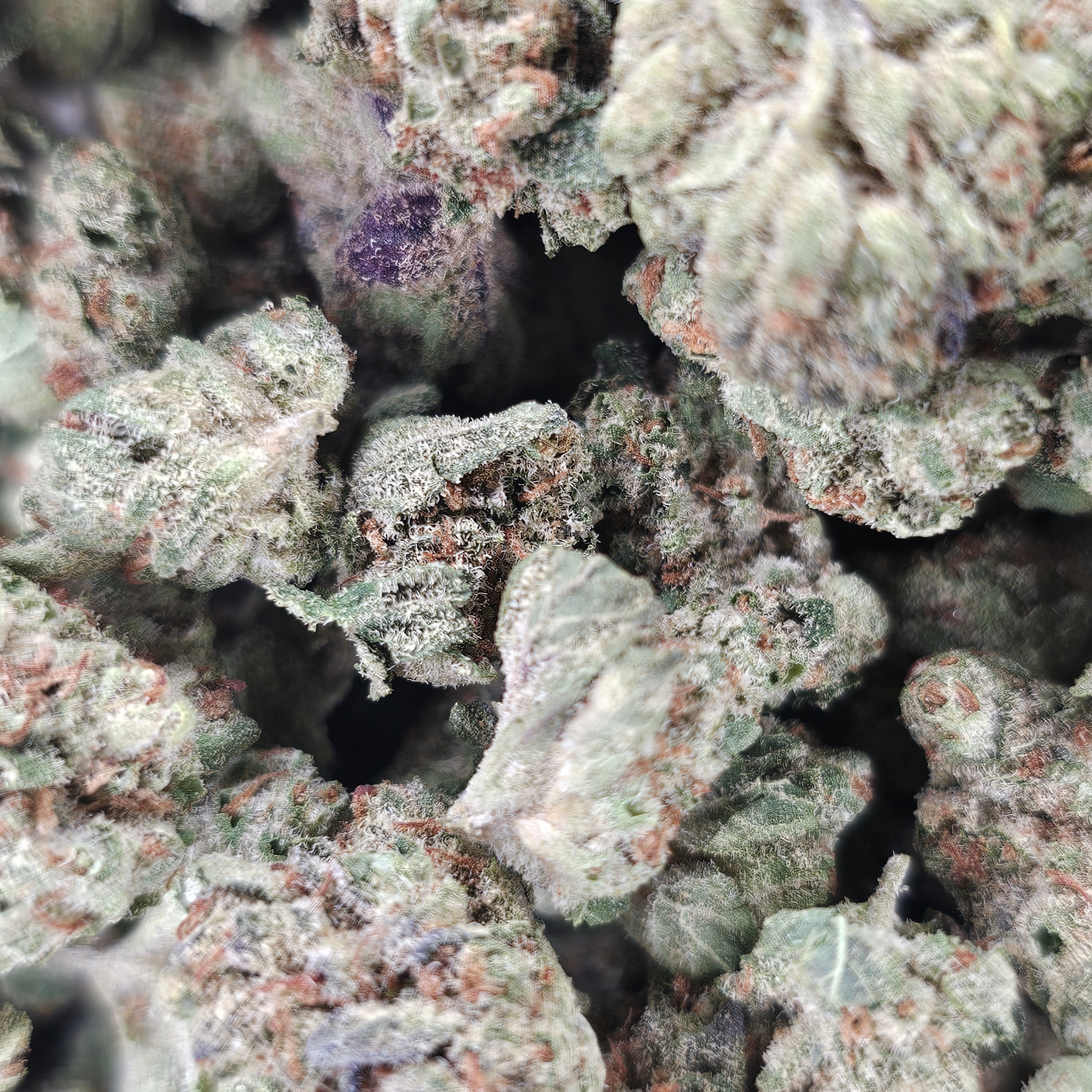 High Desert Flower: Purple Jokerz
