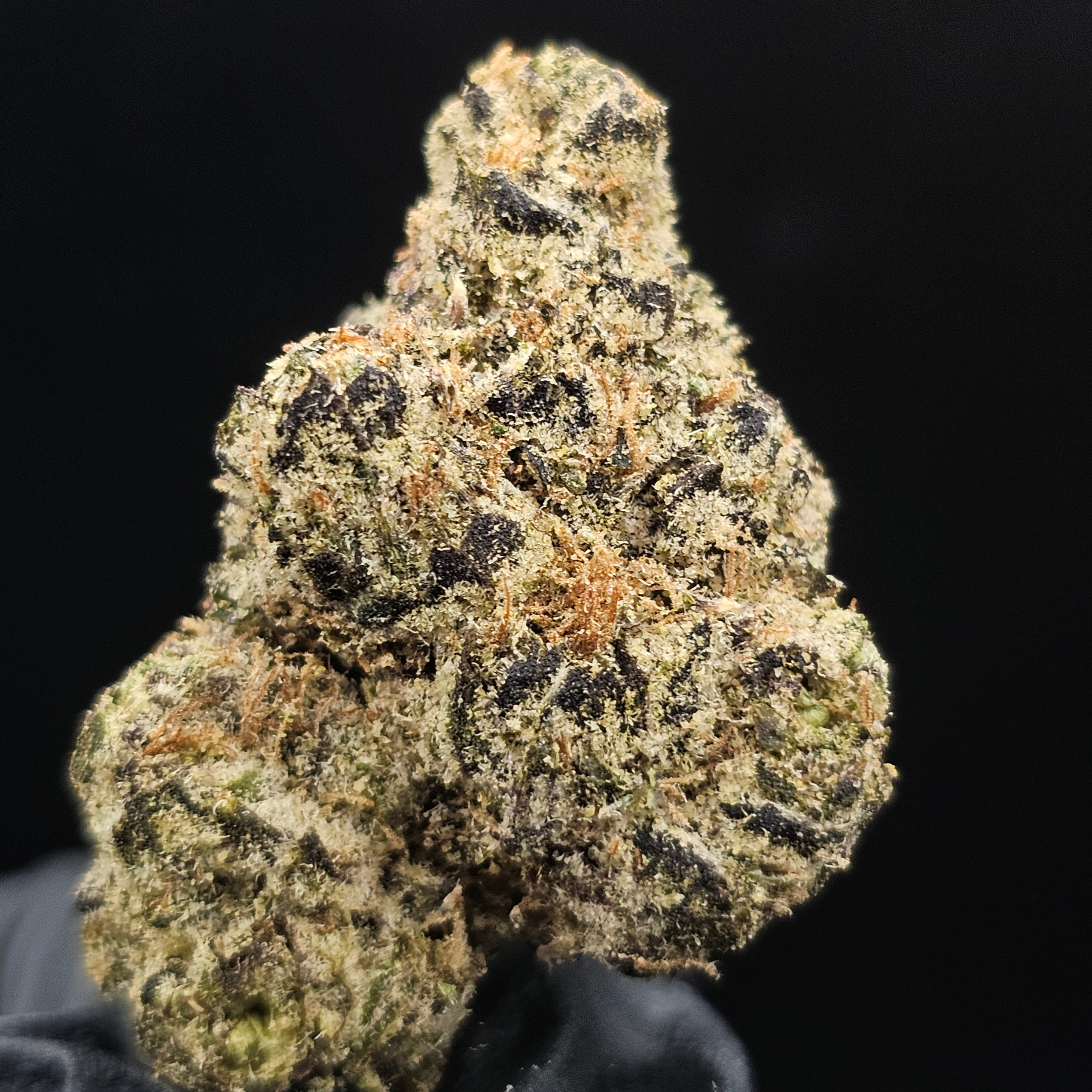 DogHouse Supreme Cannabis: Galactic Warheadz