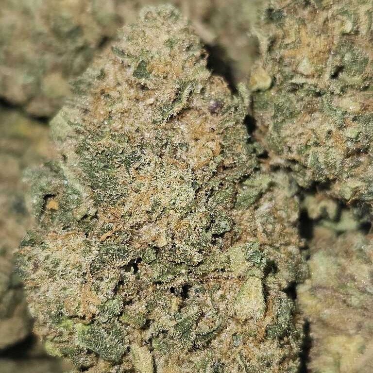 Midnight Trich Farms: Dream Factory