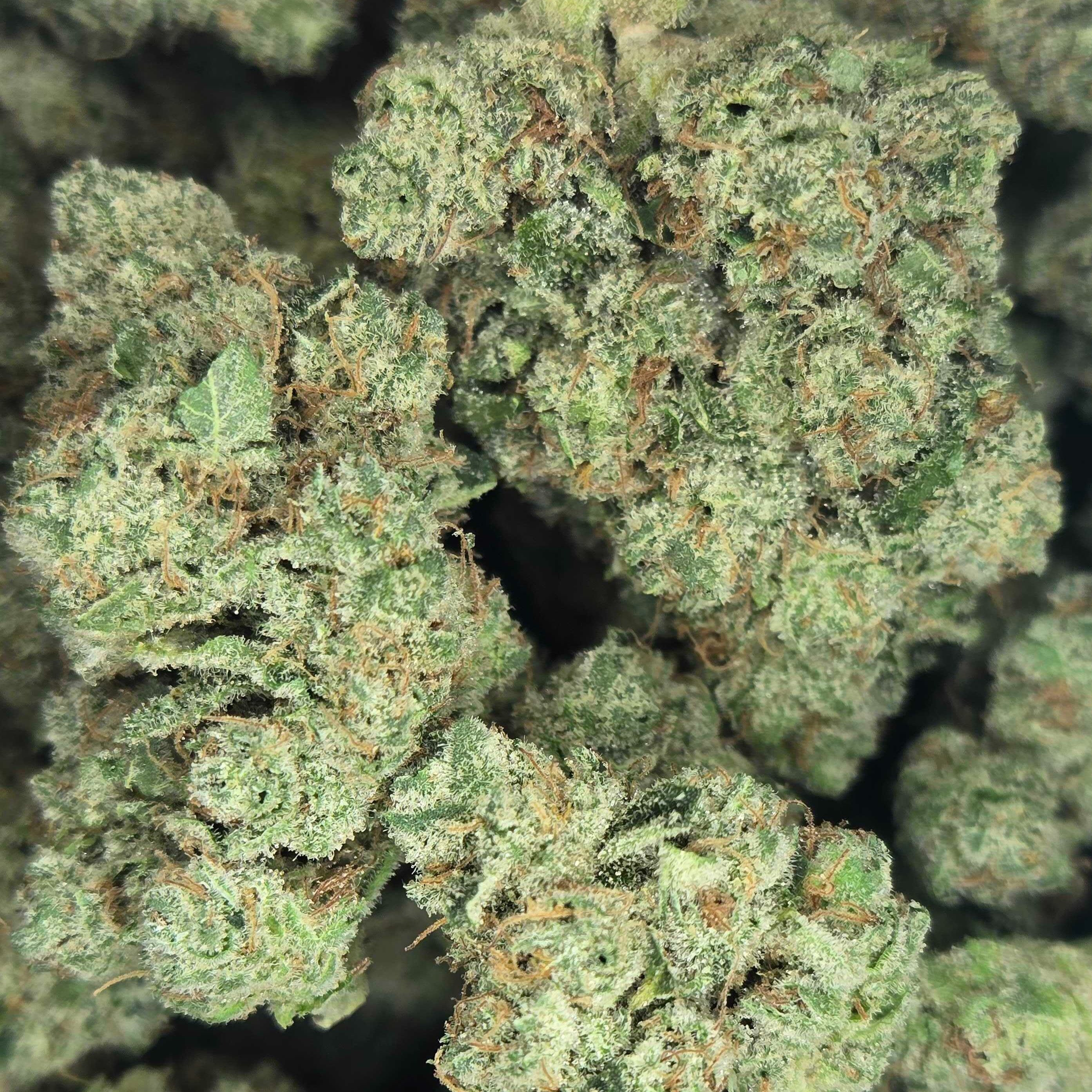 Otis Gardens: Lilac Haze By Otis