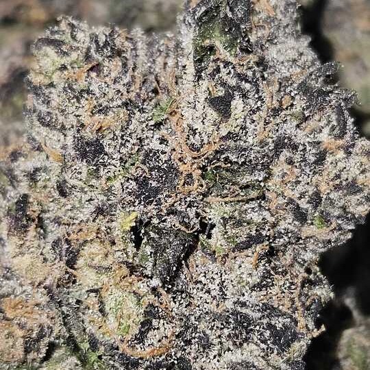 Rosebud Growers: Midnight Ice Cream By Rosebud