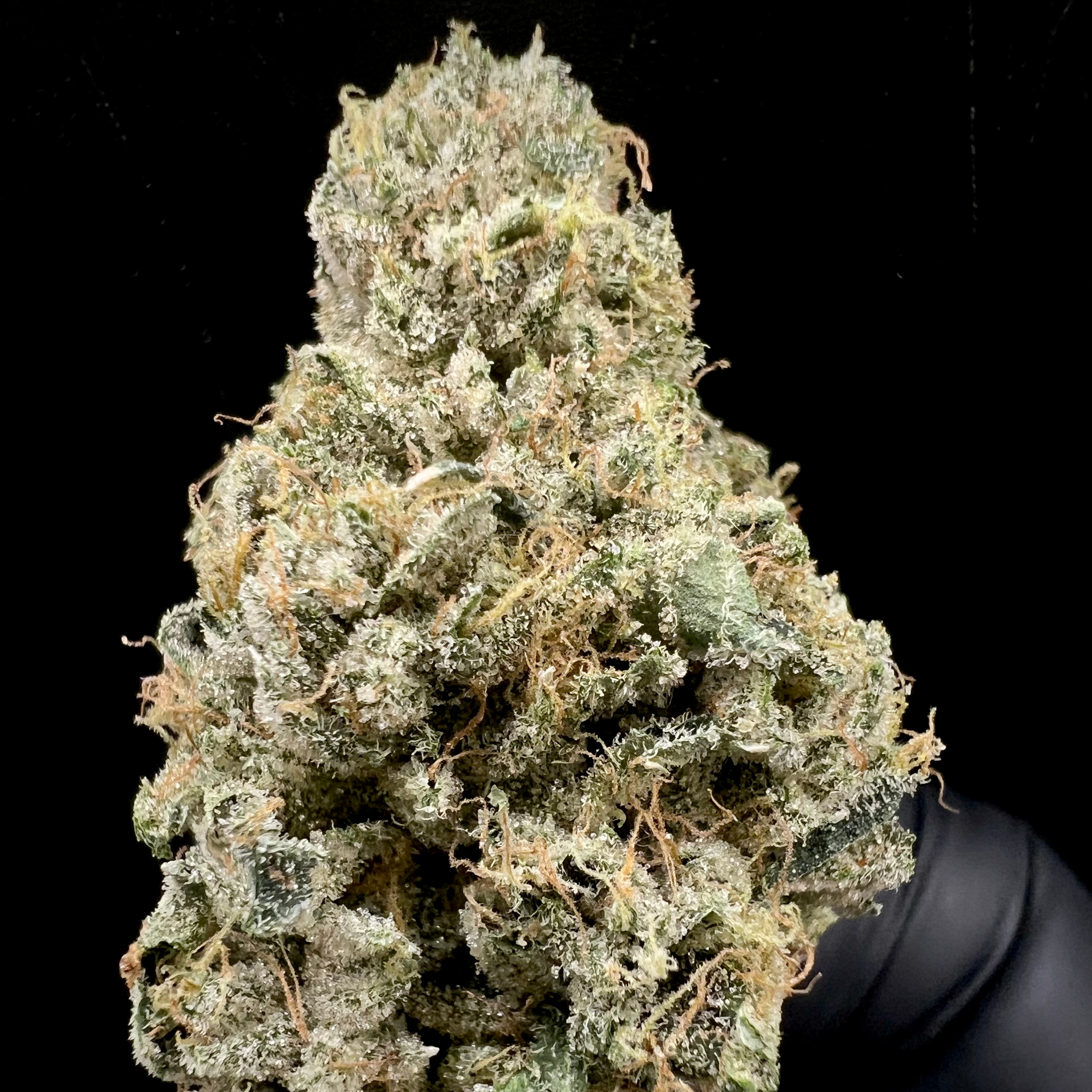 Surfr: Kami Kush