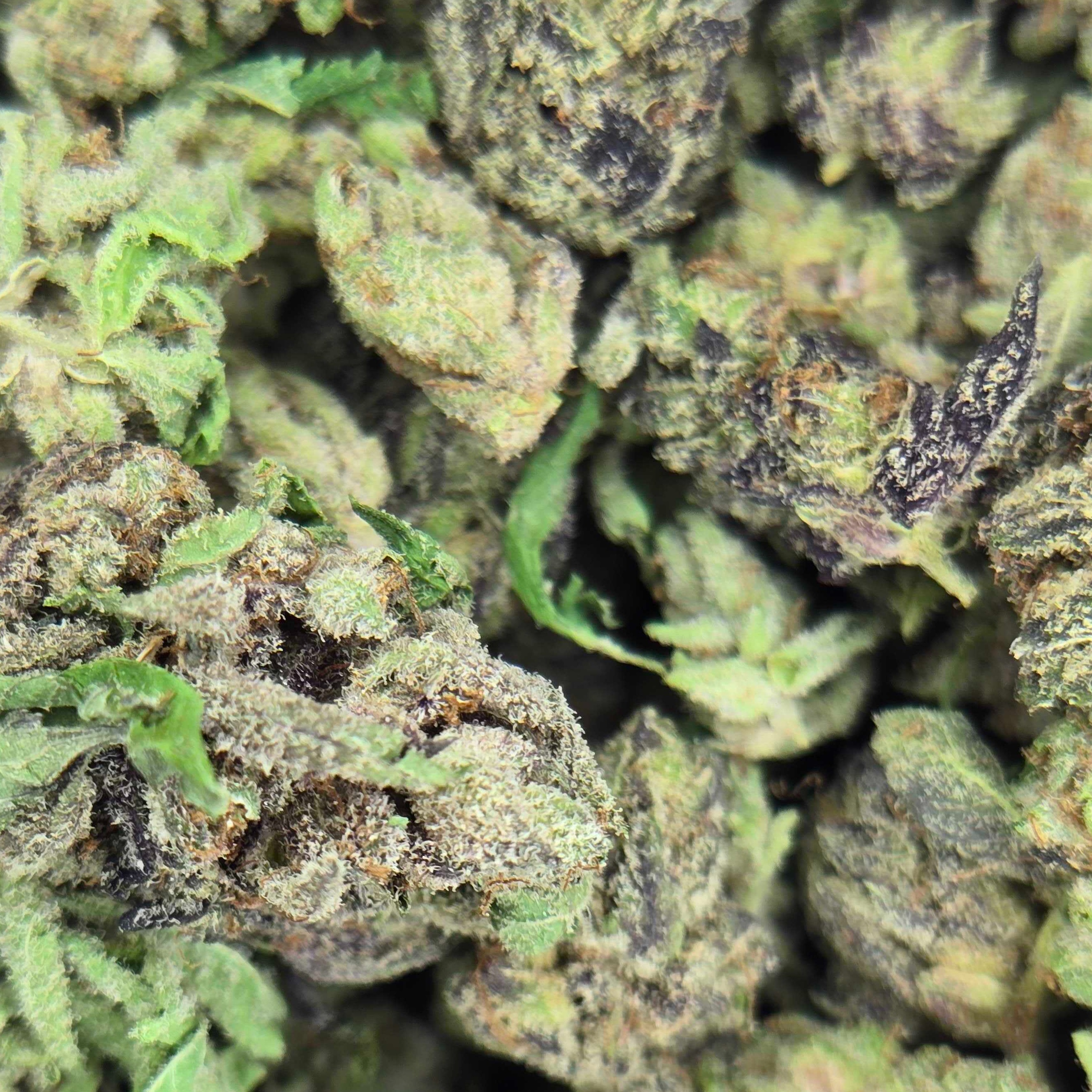 Thunder Farms: Apple Fritter