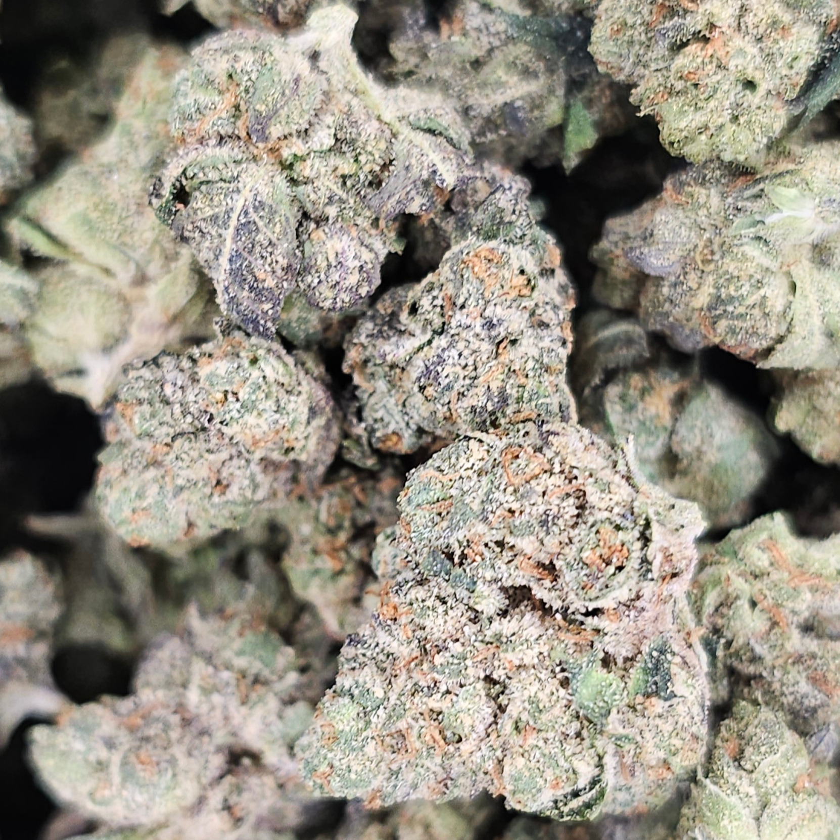 Legacy Gardens: Gelato Gusherz