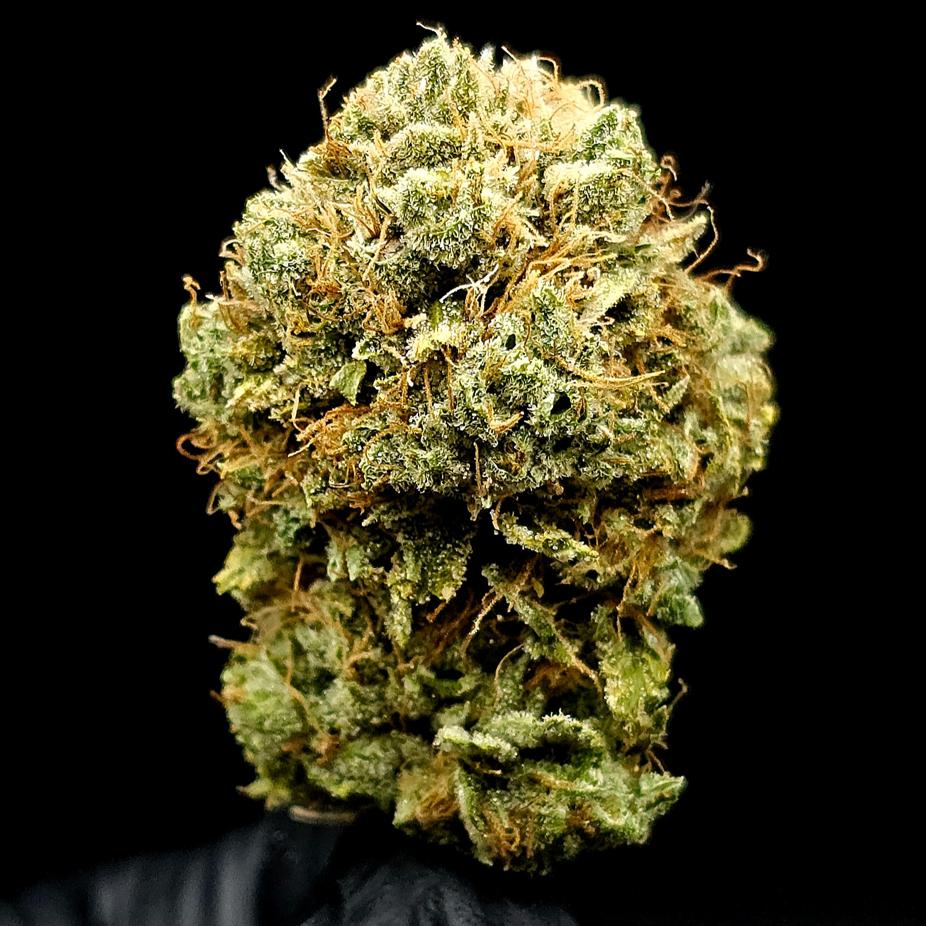 Florekulture: Lemon Tree X Thai