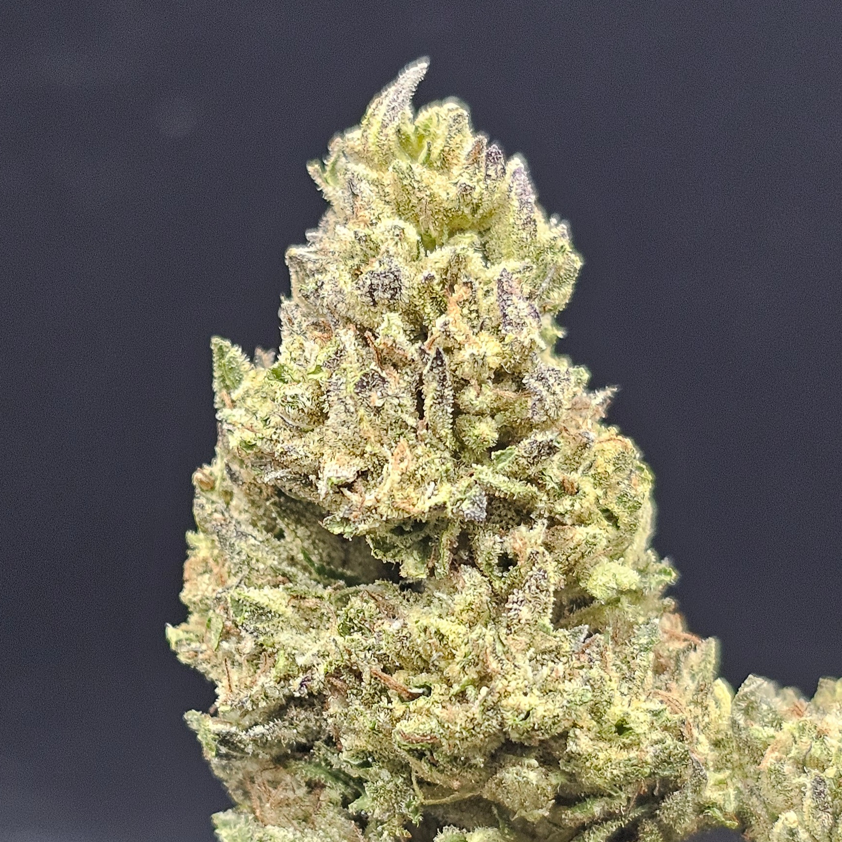 Kerby Kush Farms: Jungle Sherbet