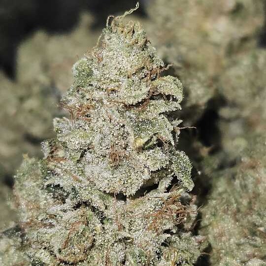 Surfr Select: Kami Kush