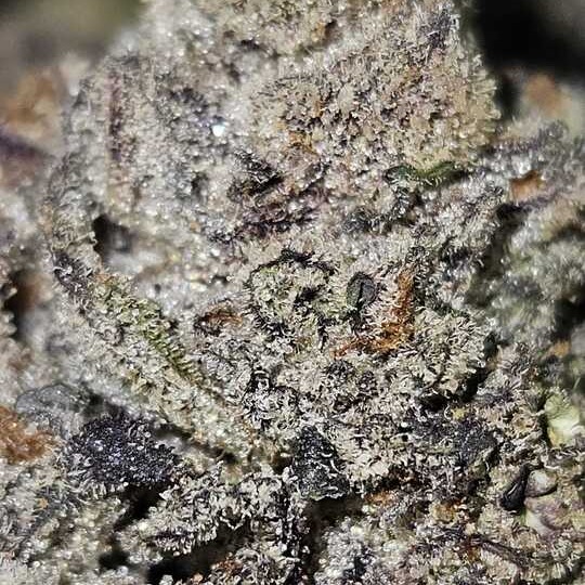 Panda Farms: Gelato