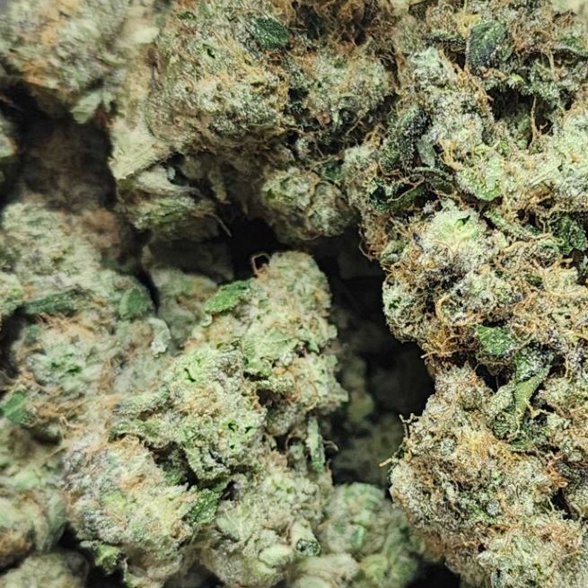 Rosebud Growers: The Don Mega