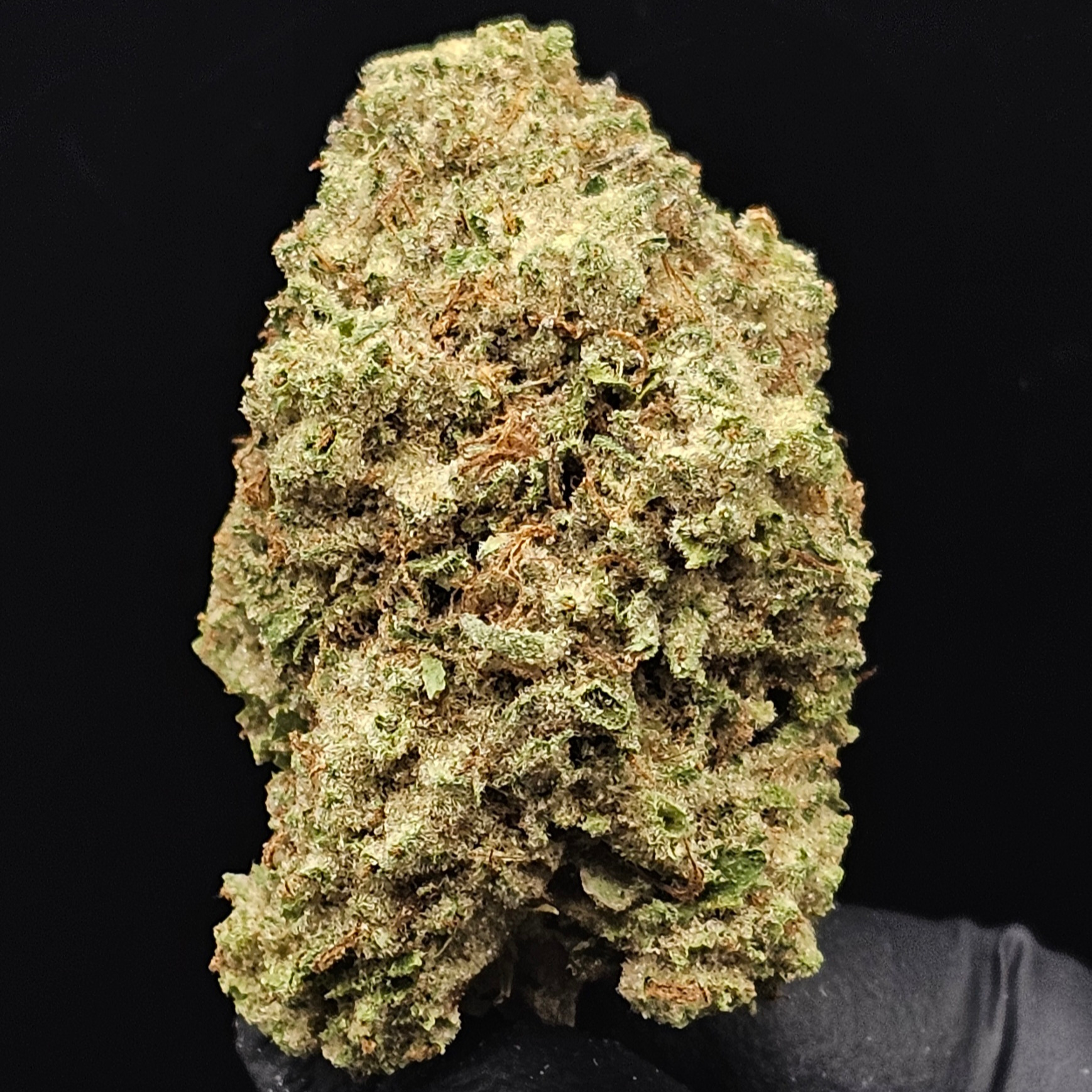 Black Bottle Farms: Jelly Sammich