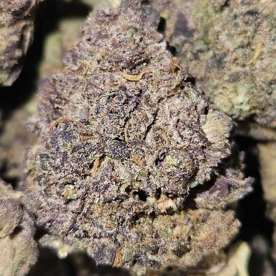 SLO MO: Strudles Bbuds By Slo Mo