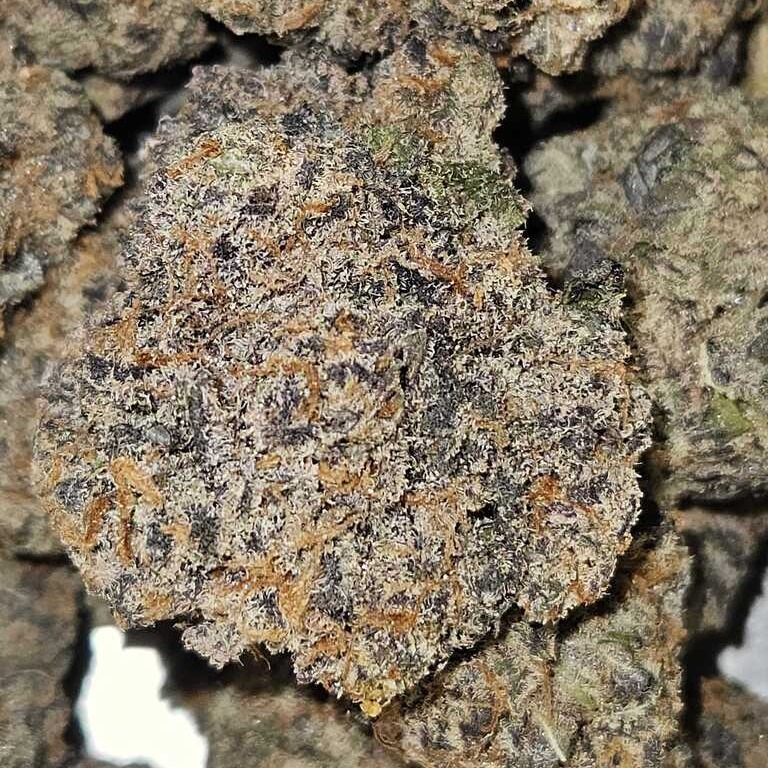 The Heights Co.: Guava
