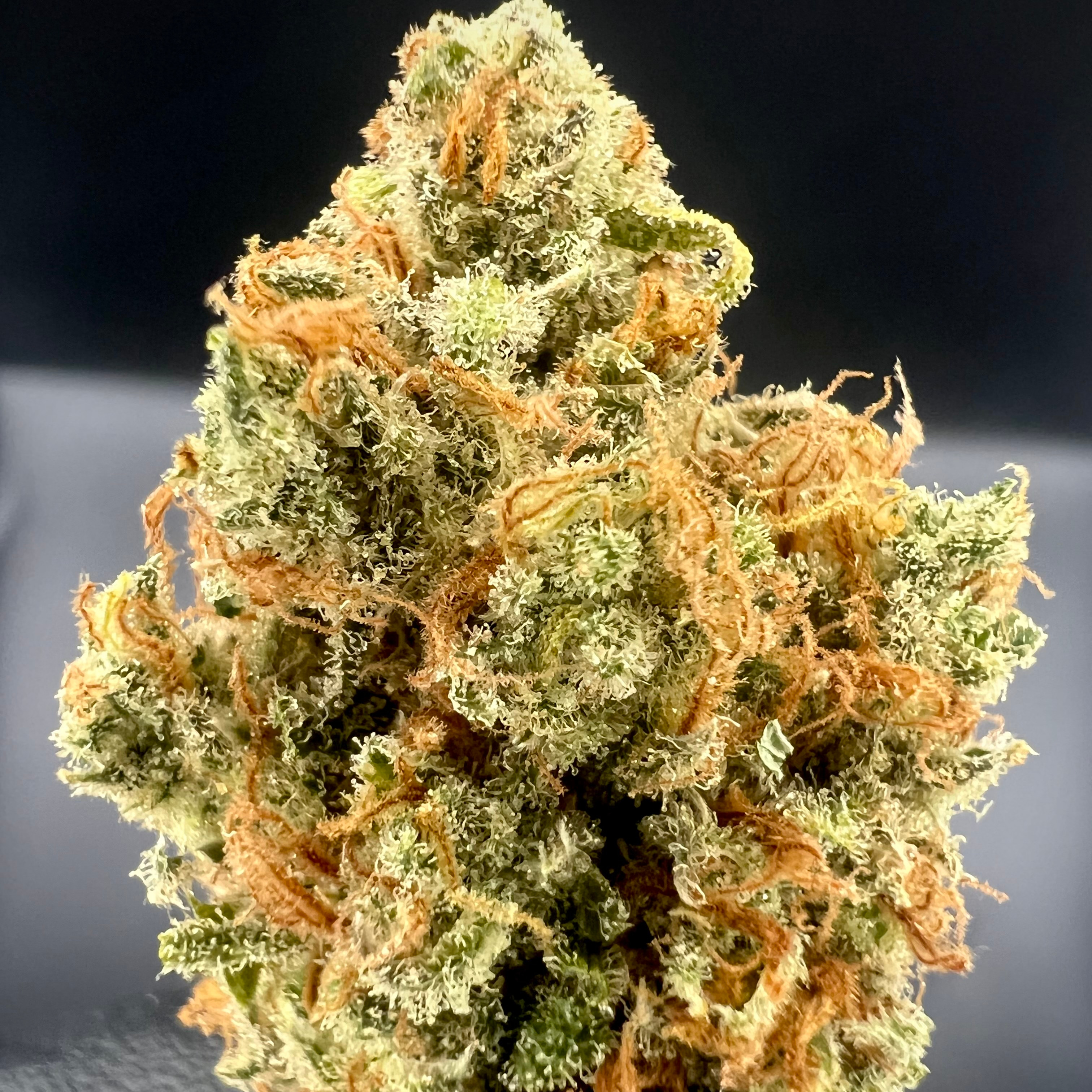 Focus North: Colorado Sunshine
