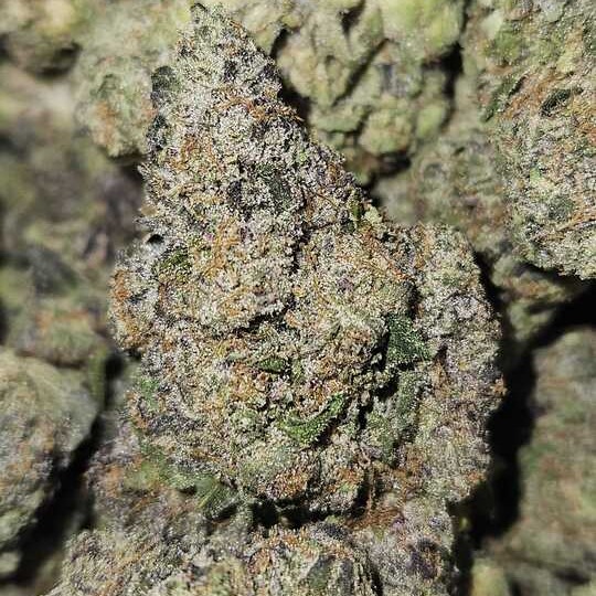 Pioneer Nuggets: Bubble Gum