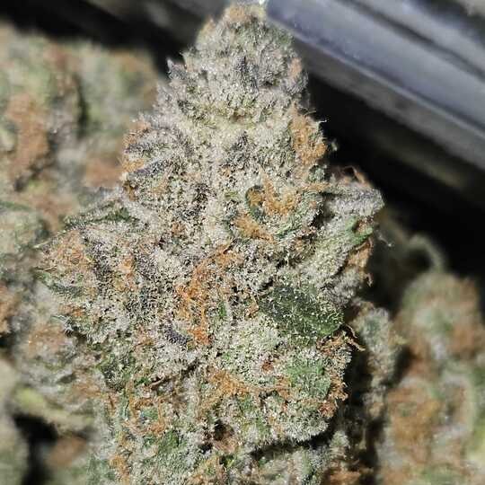 Otis Gardens: Super Boof
