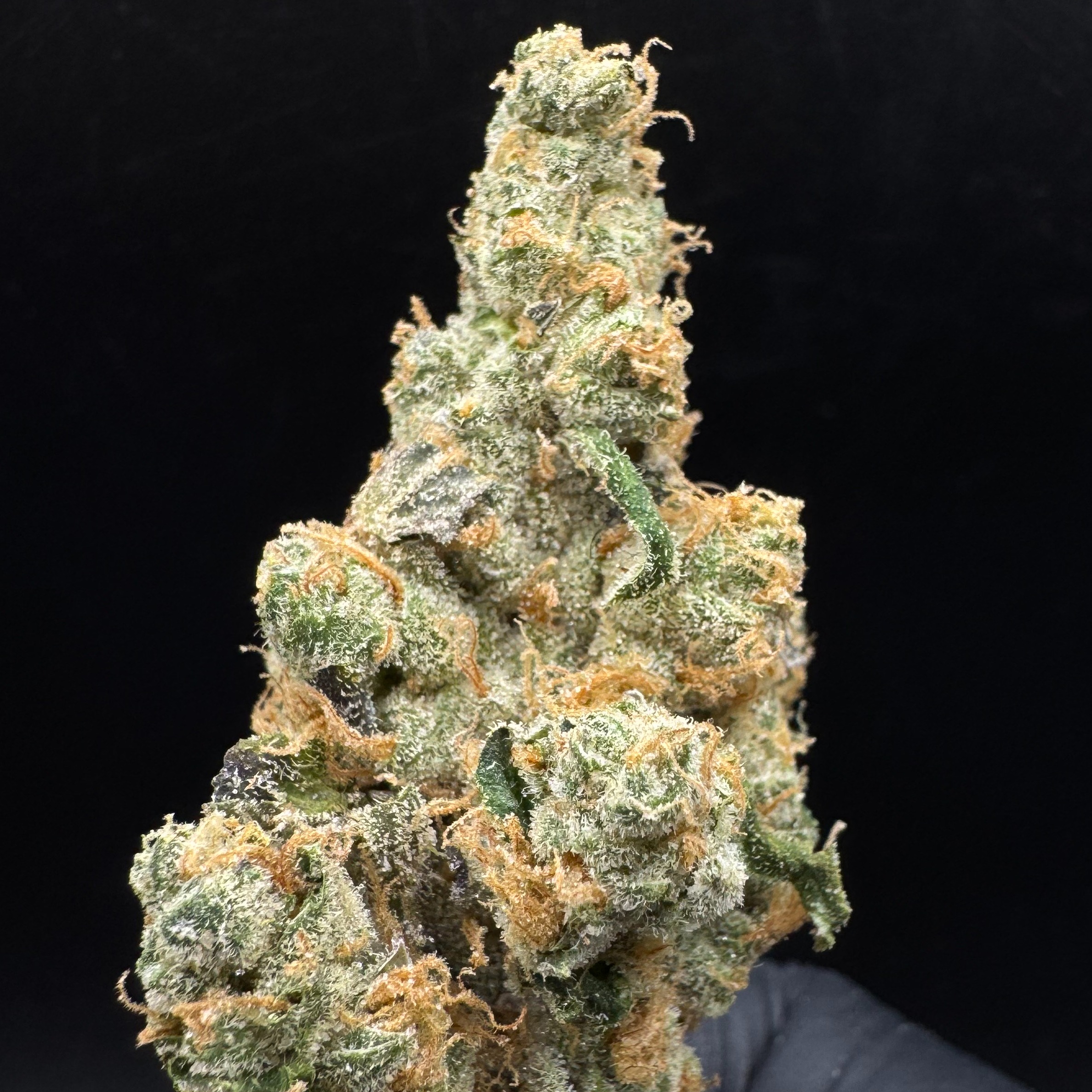 Urban Canna: GMO