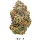 Oregrown: Hybrid - RS-11