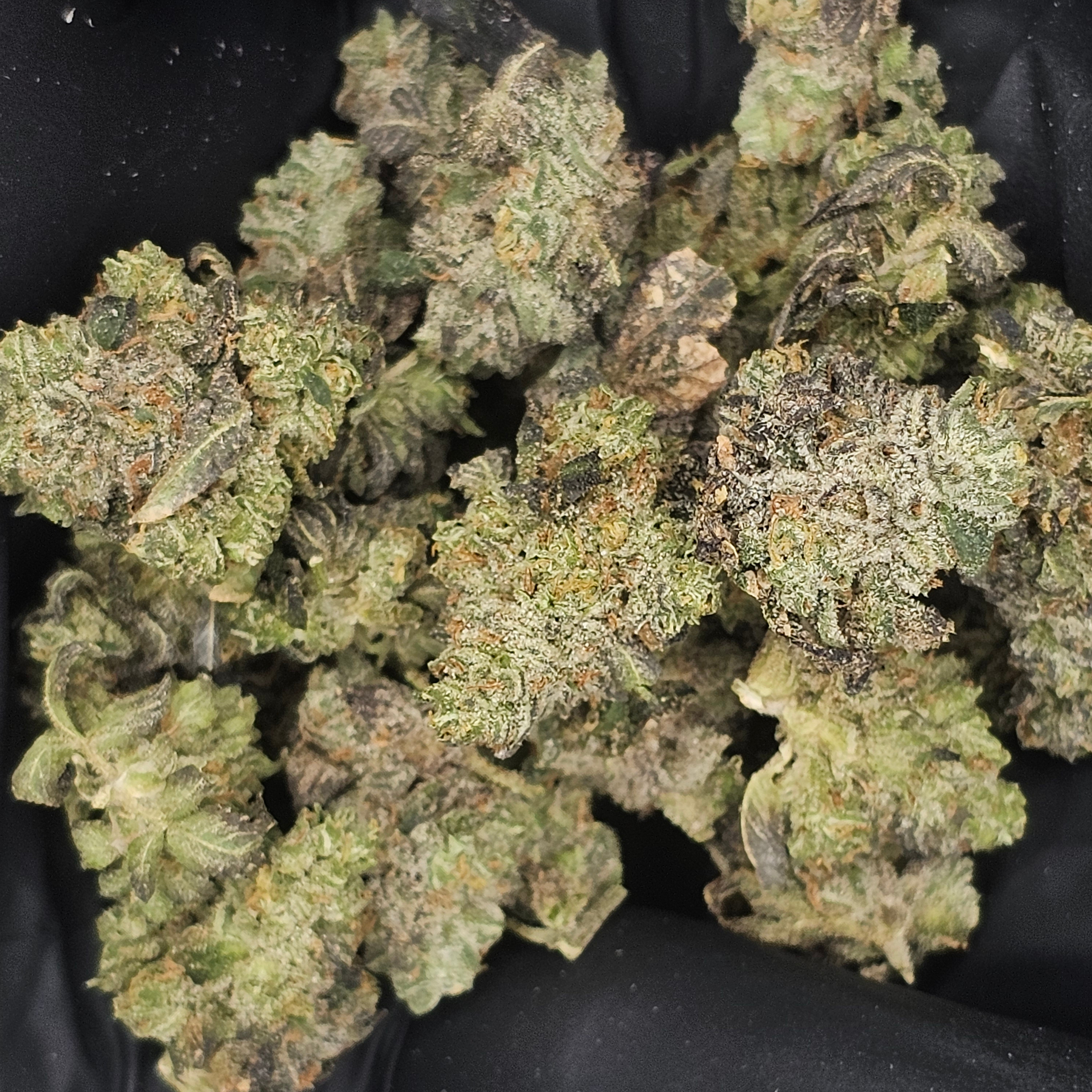 Legacy Gardens: Street Guru