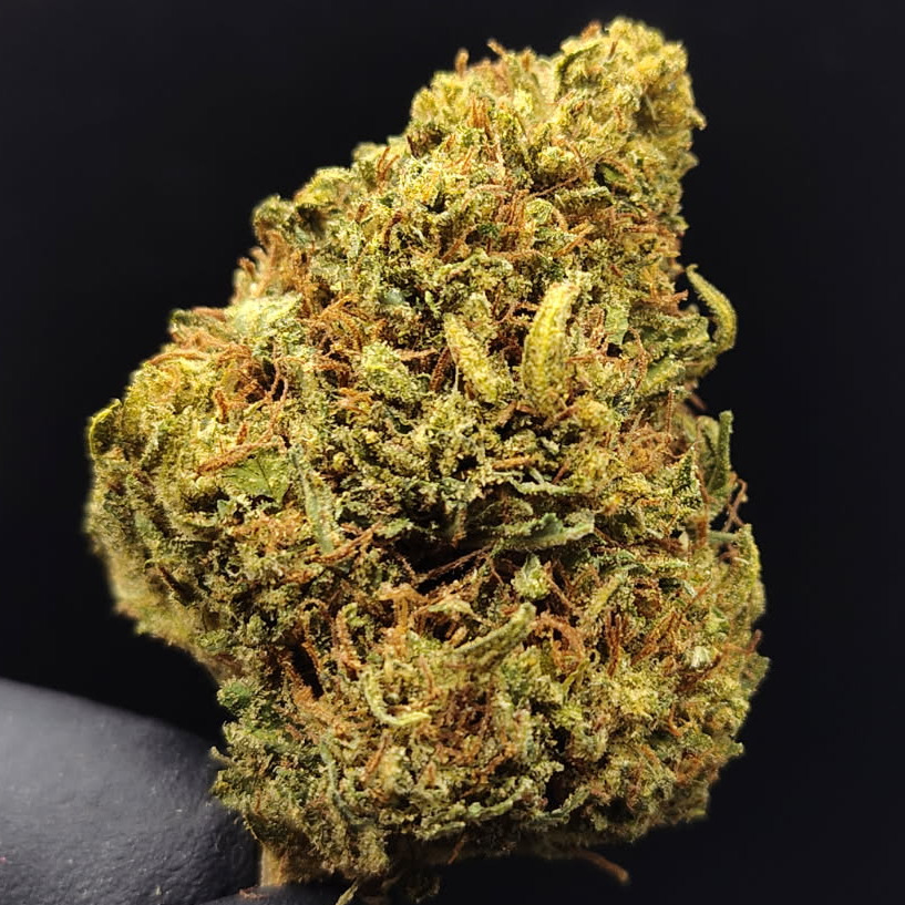 Trellis Farms: * Capri Skunk