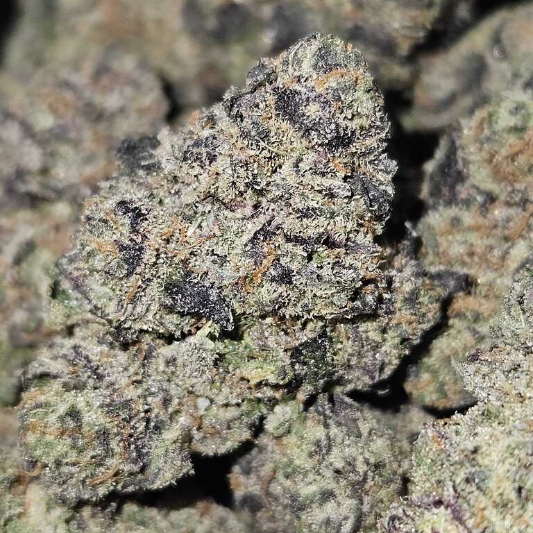 Botanikos: Grape Lobster