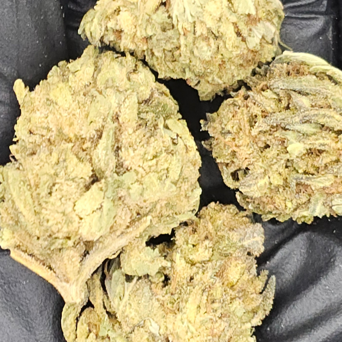 Remedy Ranch: *(MED) Jokerz