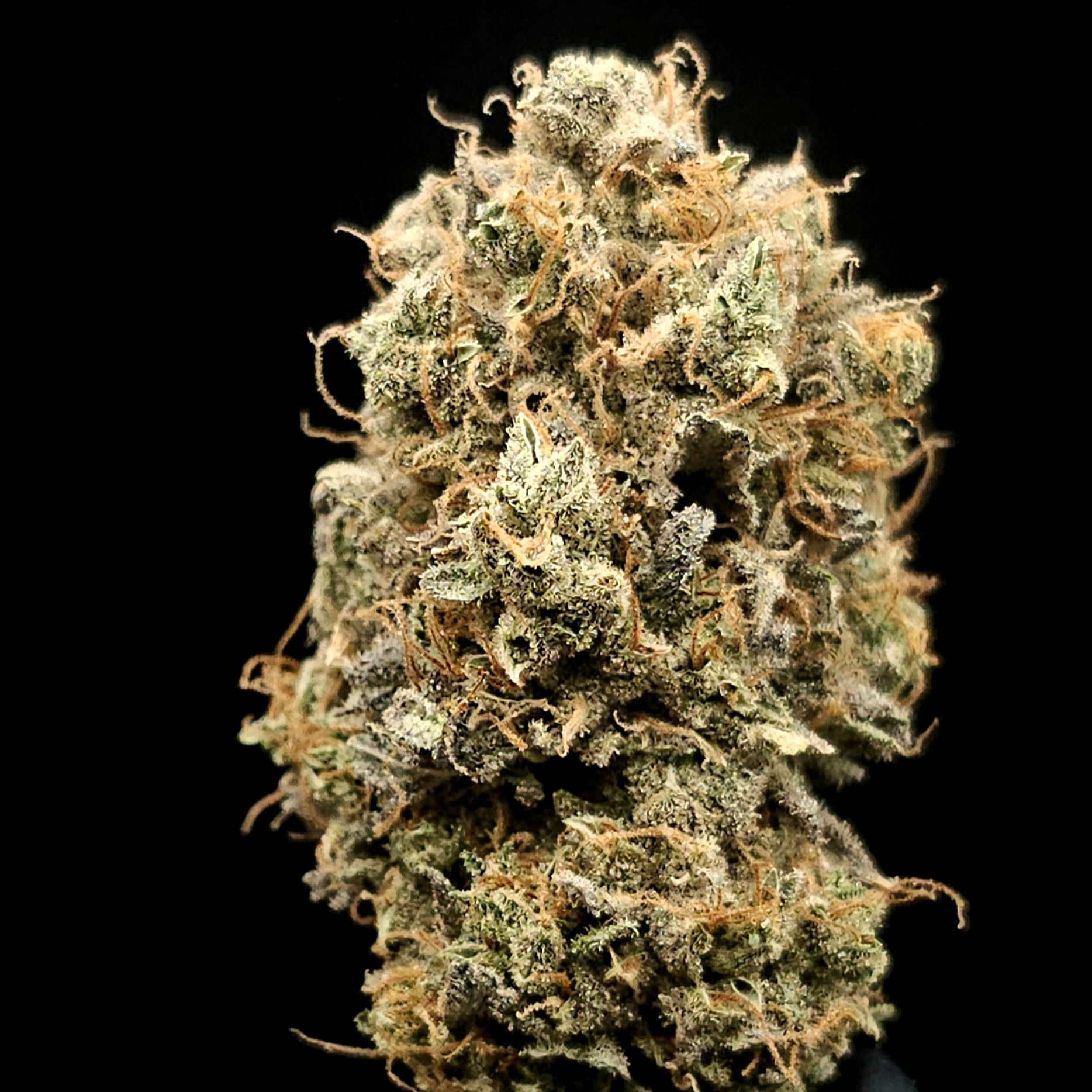 Florekulture: 79 Skunk