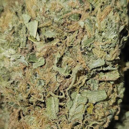 Garden First Cannabis: Golden Goat