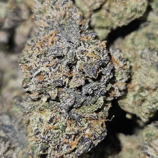 Bula Farms: Banana Cream Cake X Jealousy