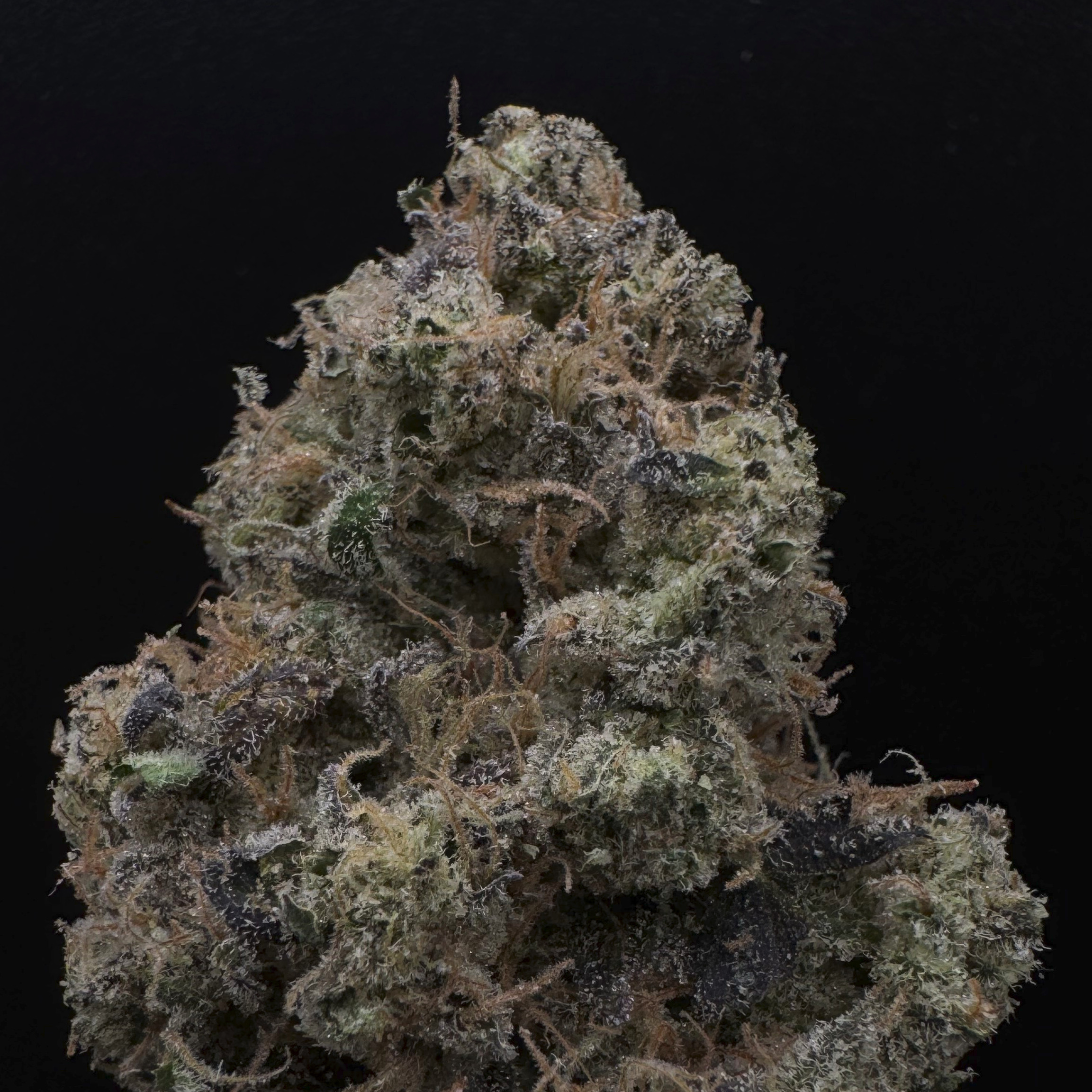 Resin Rancher's: Larry Dawg