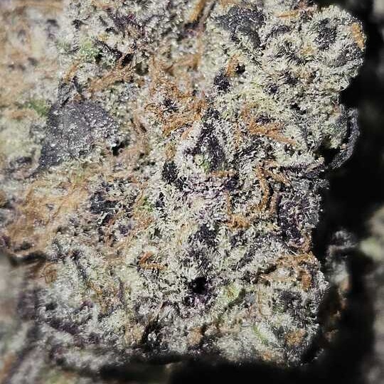 Rosebud Growers: Bear Dookie