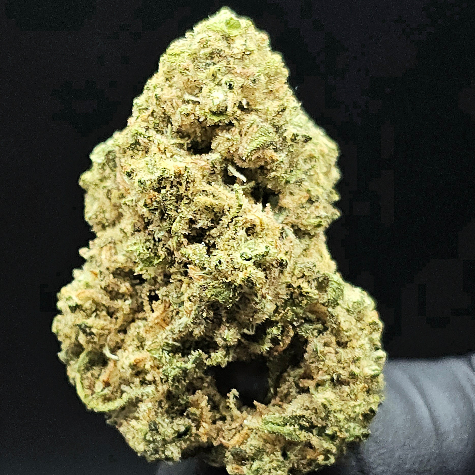 Frontier Farms: Jack Herer