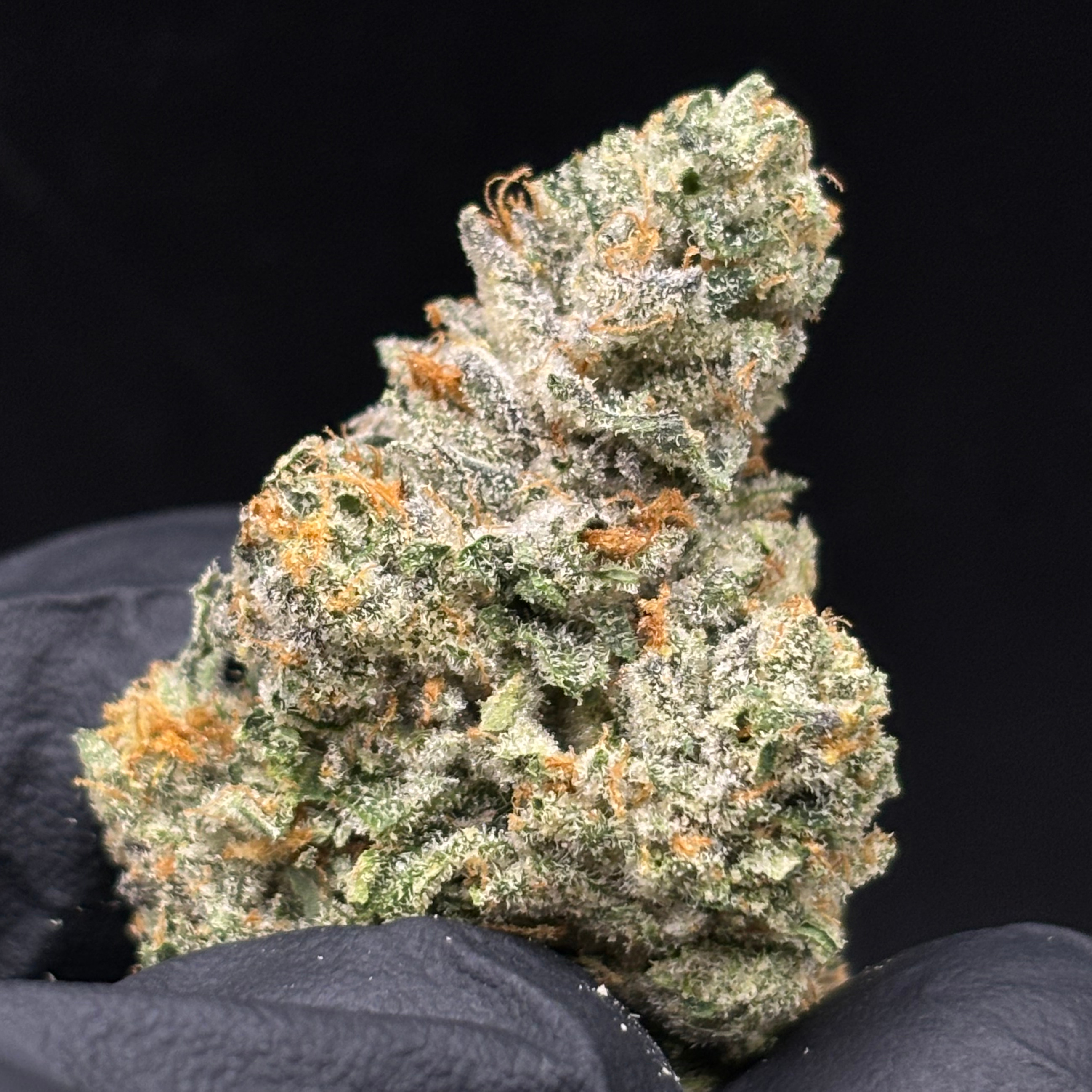 Otis Gardens: Gelato #41