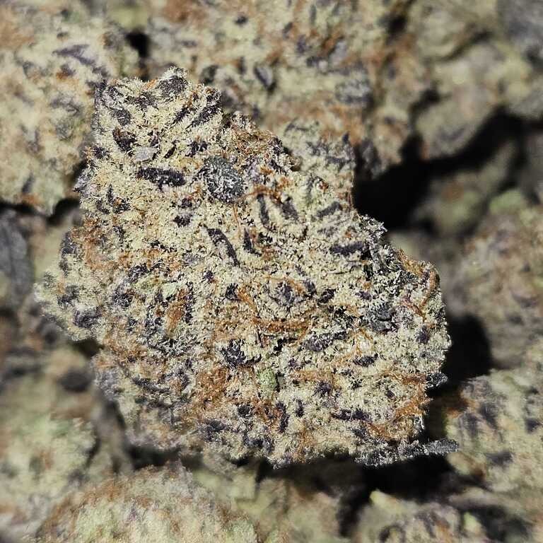 Rosebud Growers: Ice Box