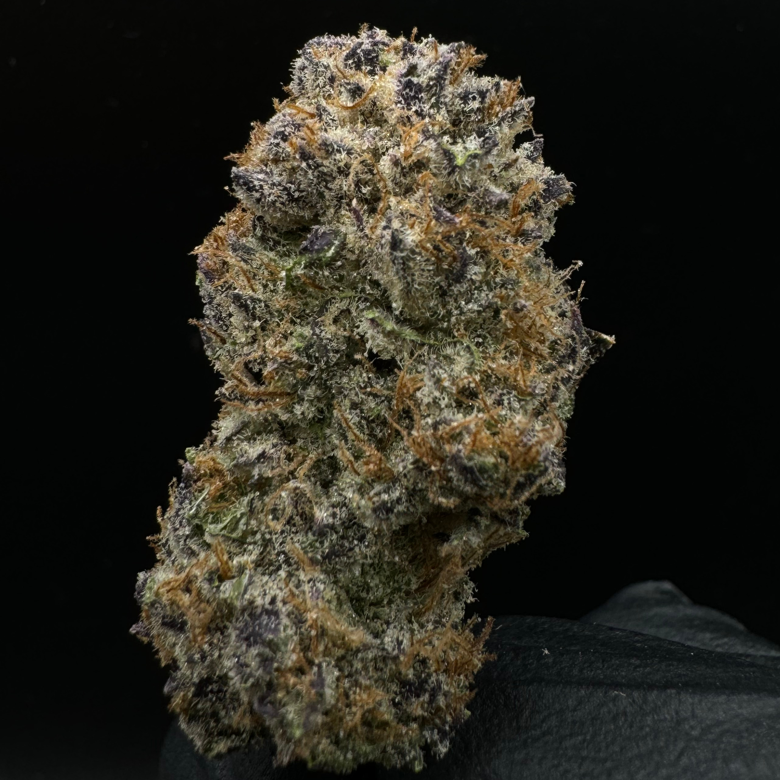 Otis Gardens: Blueberry Muffin