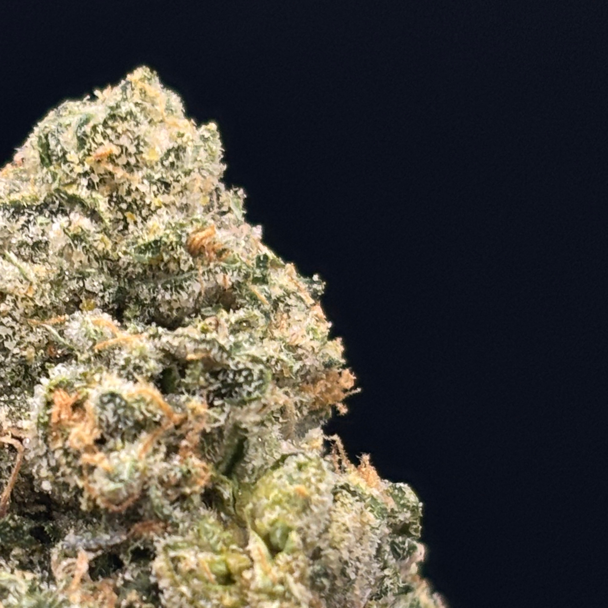 DogHouse Supreme Cannabis: Frog Poison