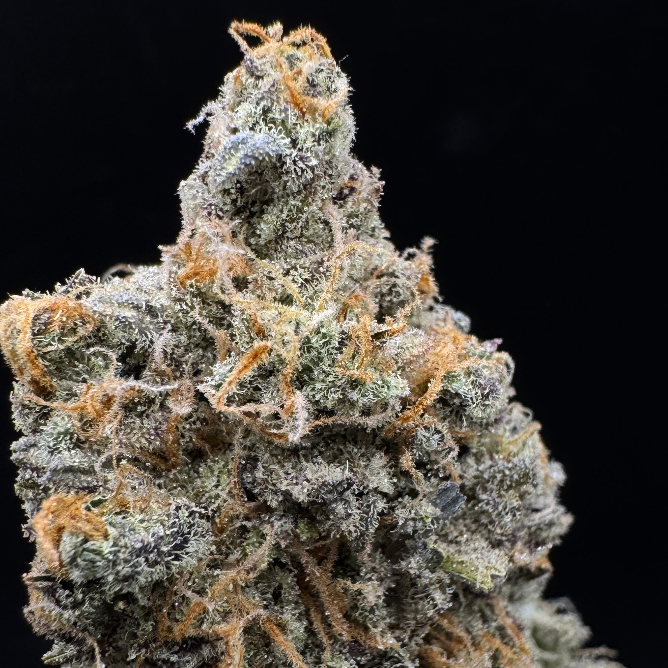 Florekulture: 81 Skunk