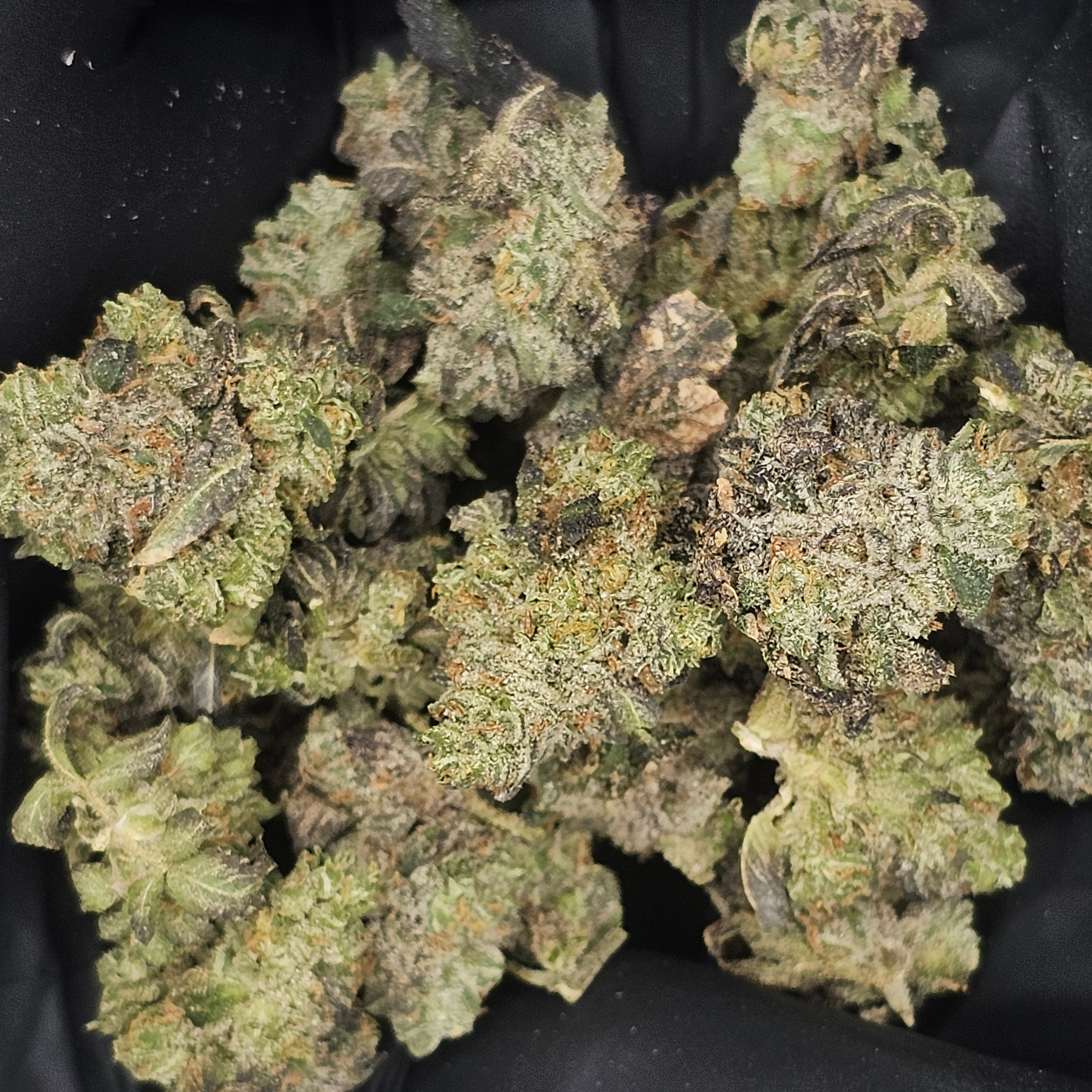 Legacy Gardens: Street Guru