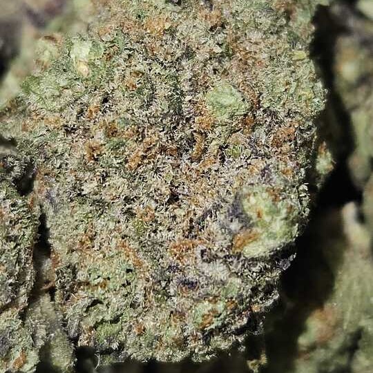 SLO MO: Jokerz #5 Bbuds By Slo Mo