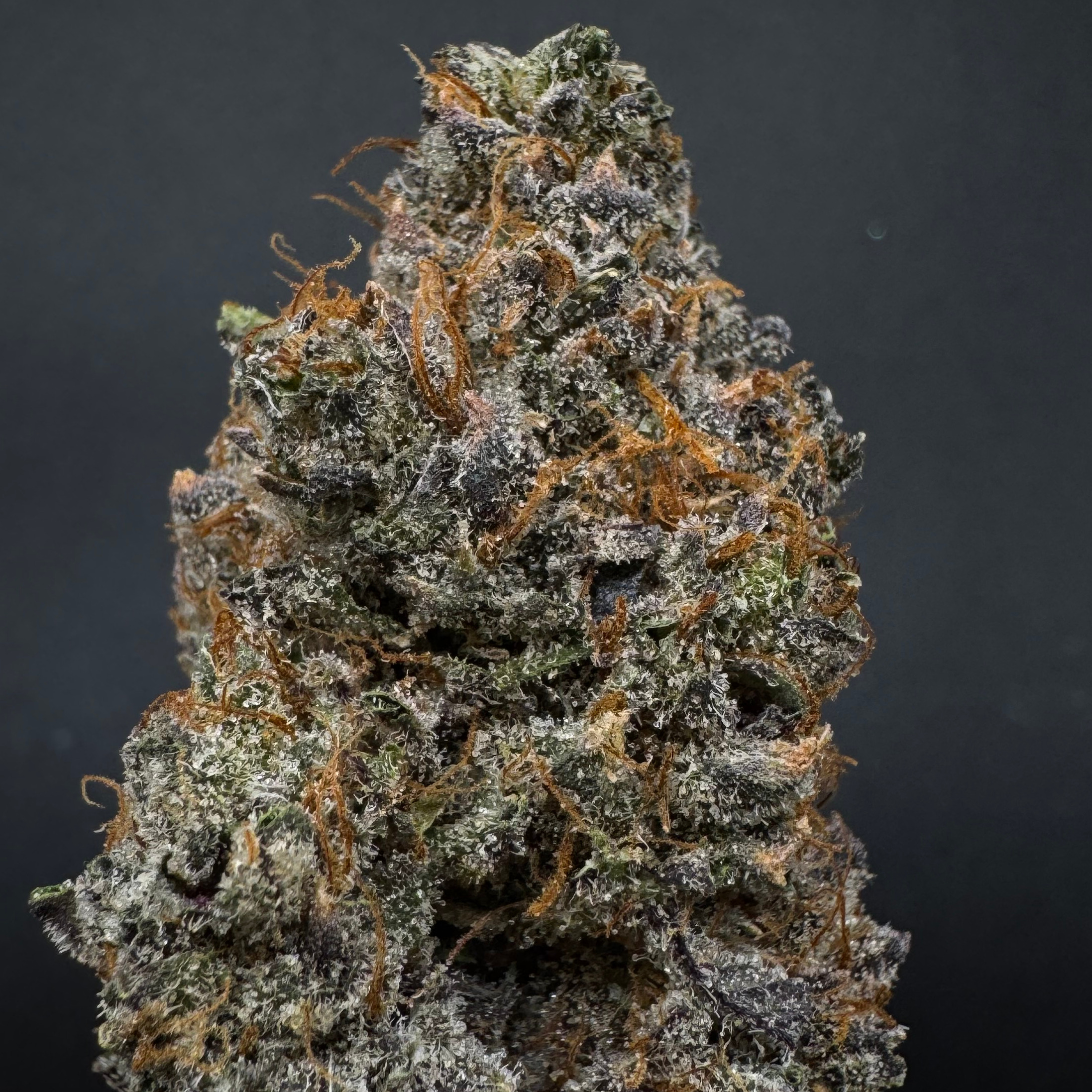 Urban Canna: Southern Sherb