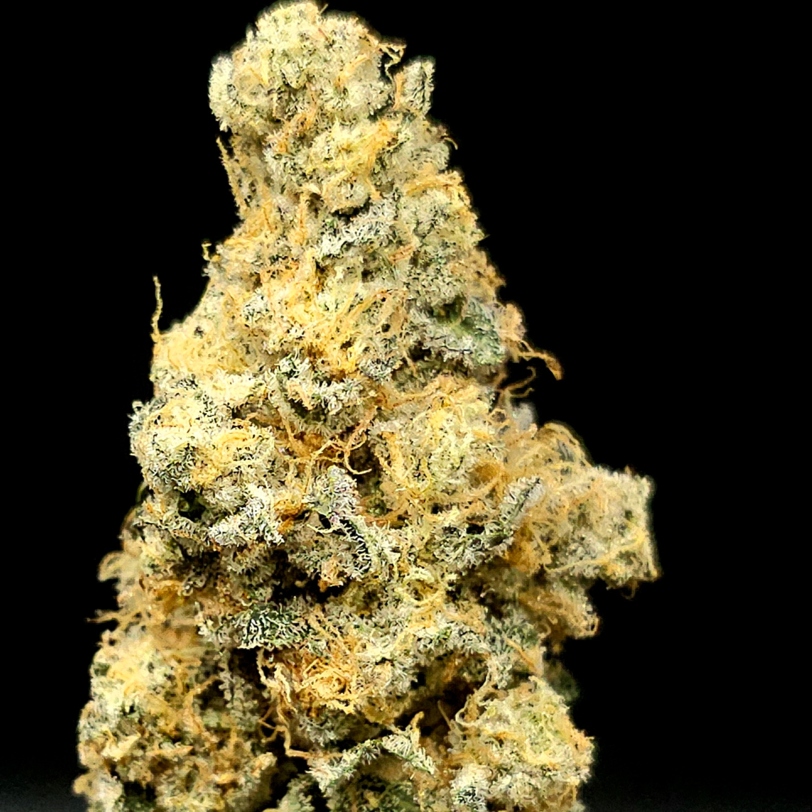 Urban Canna: Lemon Junky