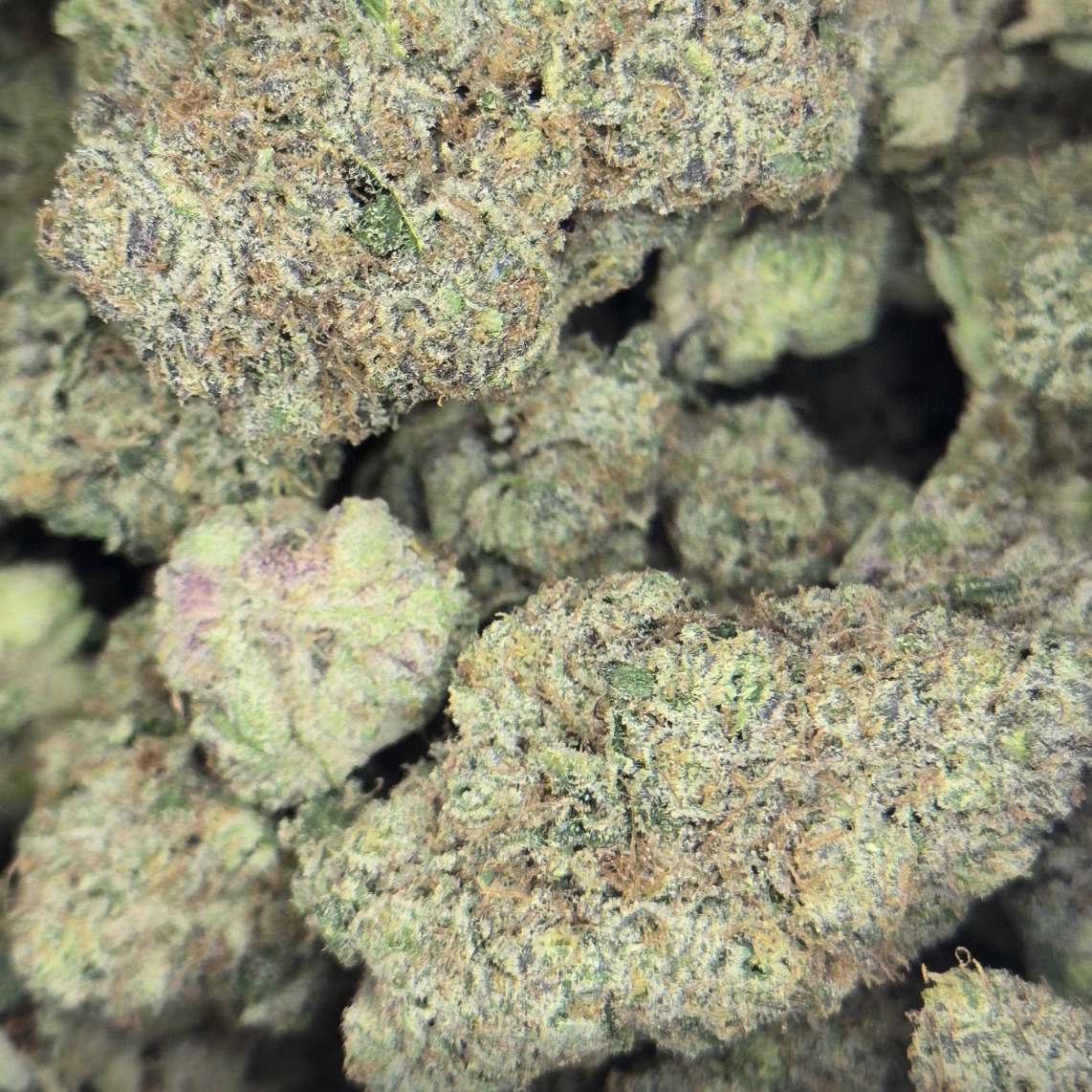 Otis Gardens: Orange Cream