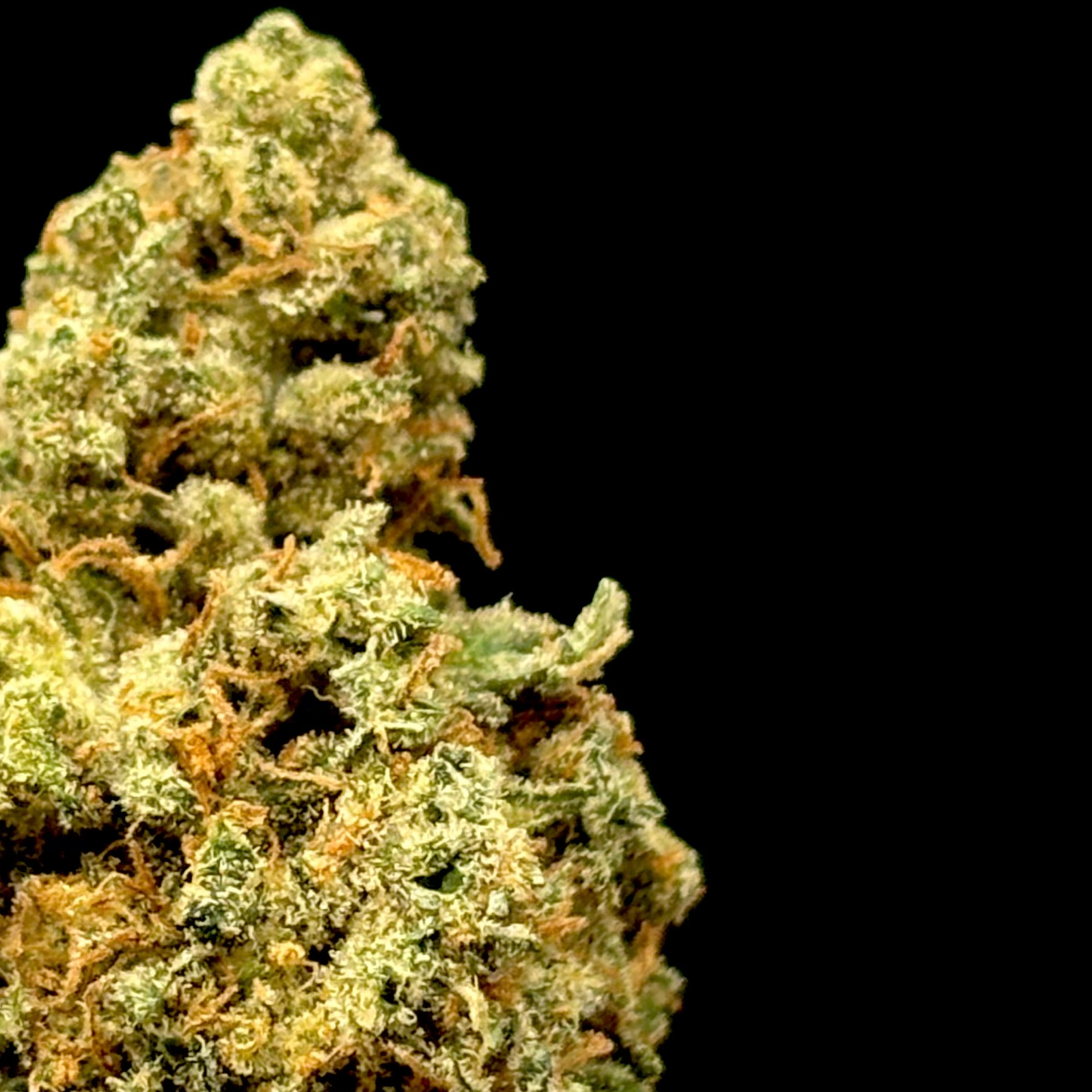 Midnight Trich Farms: Lemon Skunk
