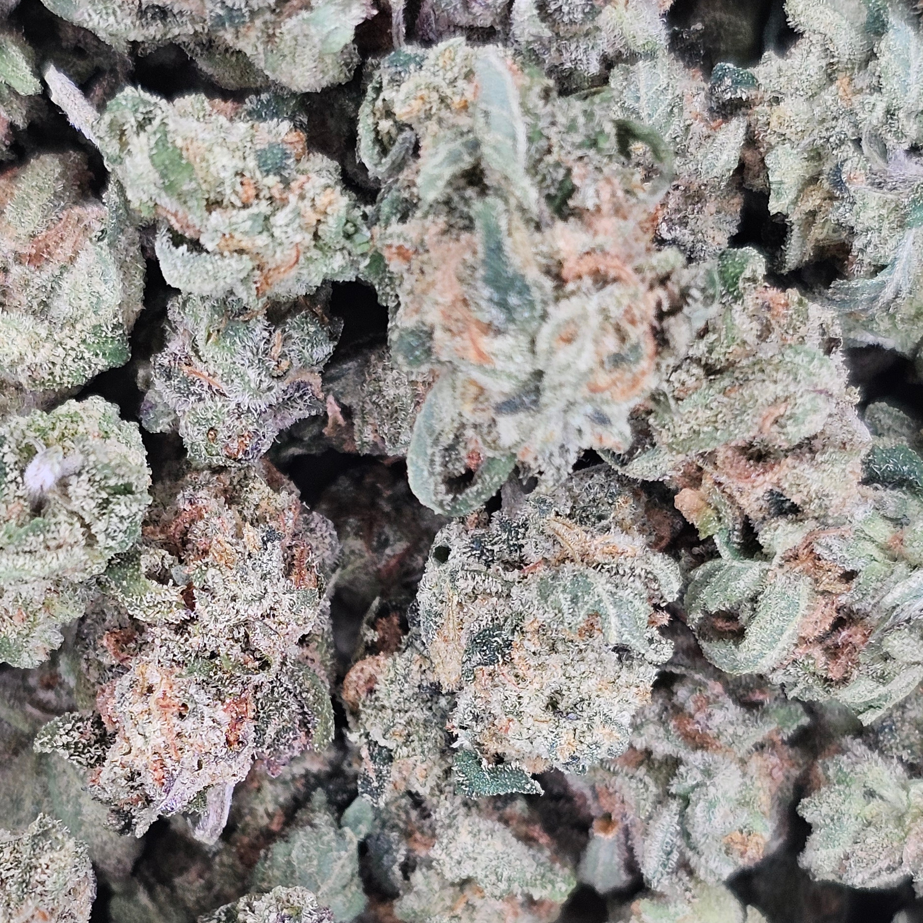 Legacy Gardens: Futura Haze