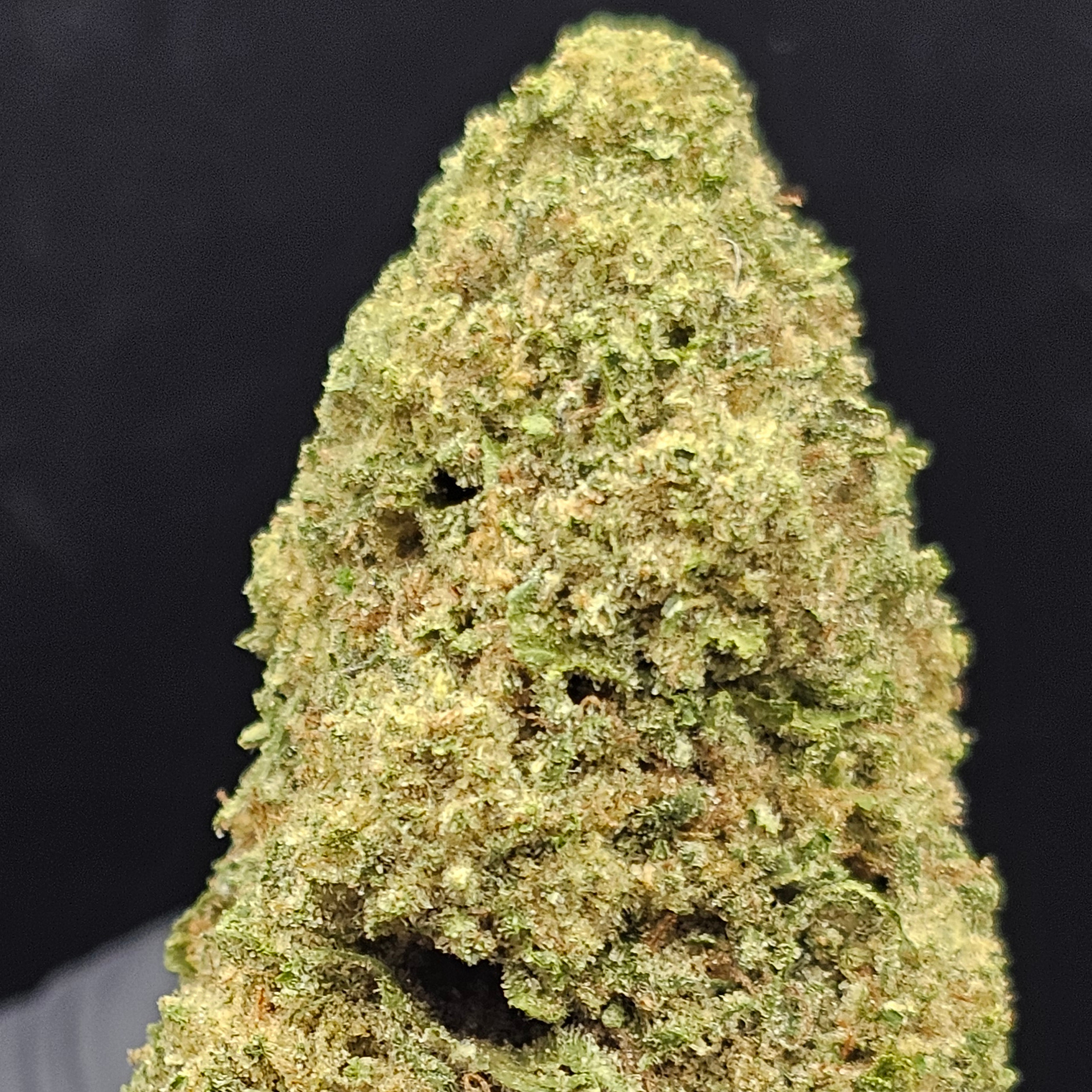 Blue & Yellow Farm: Khalifa Mints