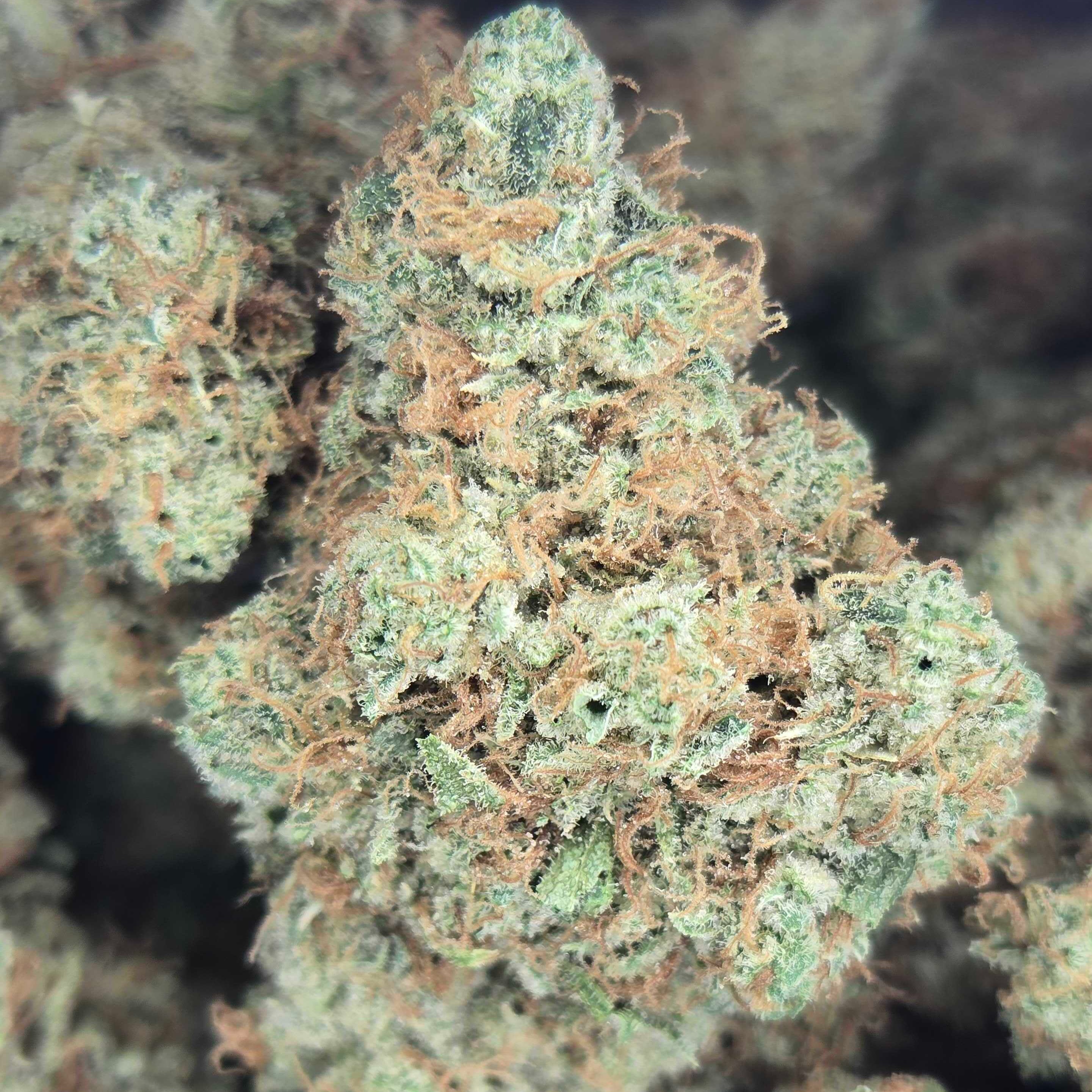 Oregrown: Emerald Apricot