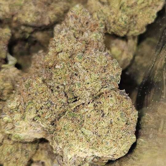 Killa Bees: Dragon Heart