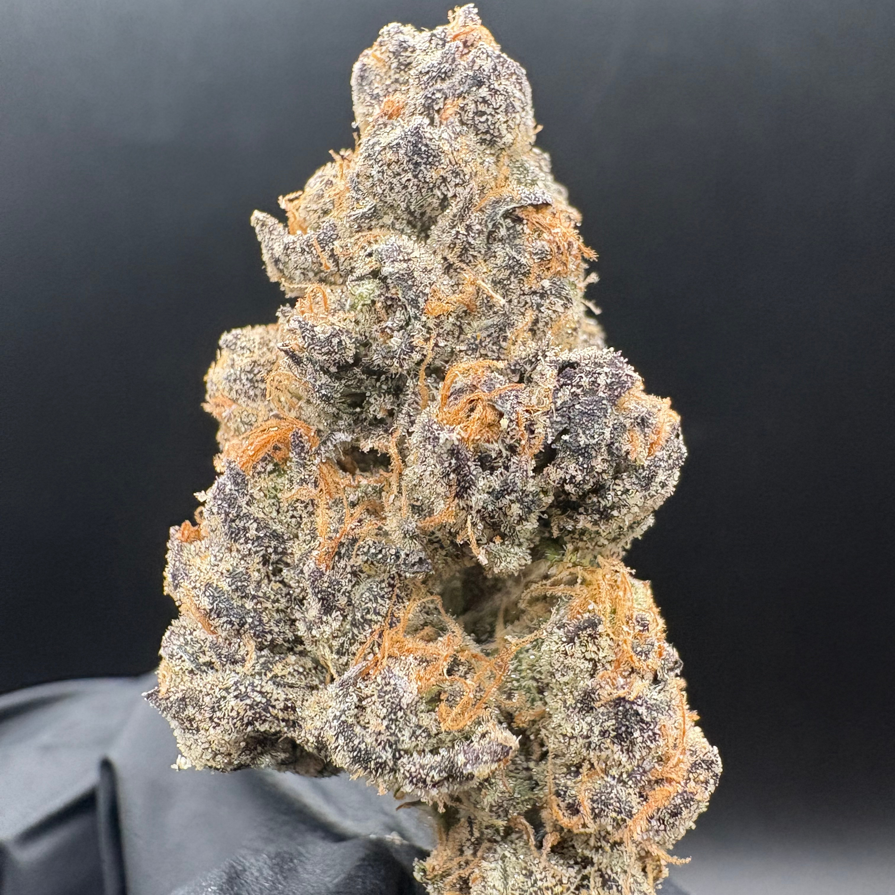 Resin Rancher's: Blue Zushi